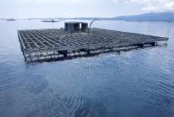 mosselponton met draden in Galicia